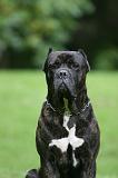 CANE CORSO 1258